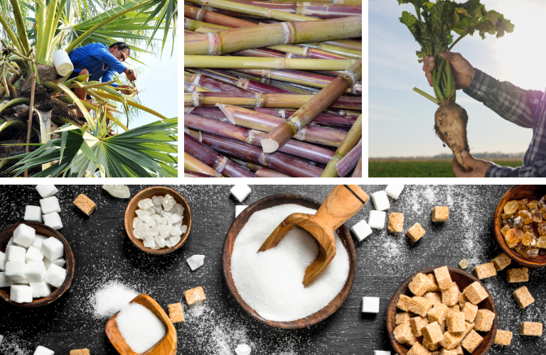 Thốt nốt, mía và củ cải đường là 3 loại nông sản sản xuất ra đường 
