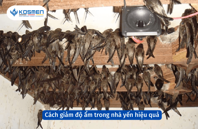 C&aacute;ch giảm độ ẩm trong nh&agrave; yến hiệu quả