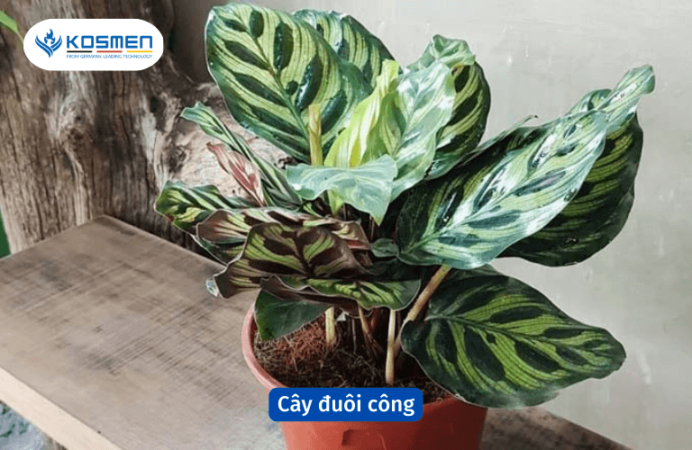 Cây đuôi công hút mùi ẩm mốc hiệu quả