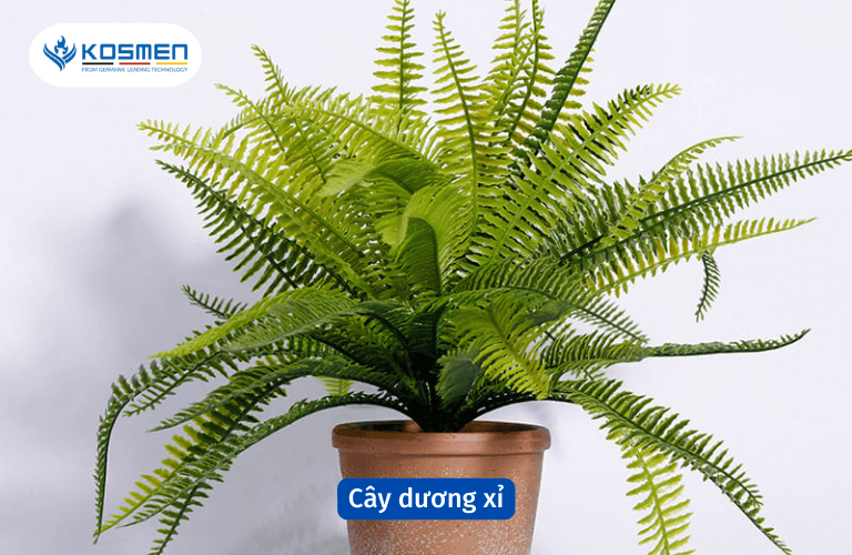 Cây dương xỉ có khả năng hút ẩm tốt trong nhà