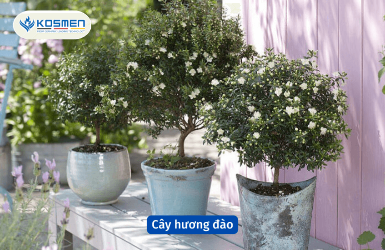Cây hương đào có tác dụng hút ẩm và khử mùi hôi