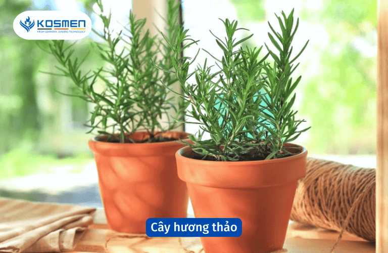 Cây hương thảo khử mùi hôi và xua đuổi côn trùng