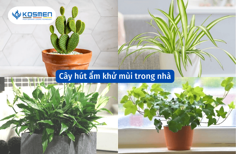 15 Loại Cây Xanh Hút Ẩm Khử Mùi Hôi Trong Nhà Cực Tốt