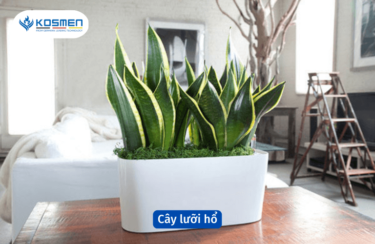 Cây lưỡi hổ chống ẩm và cải thiện không gian sống