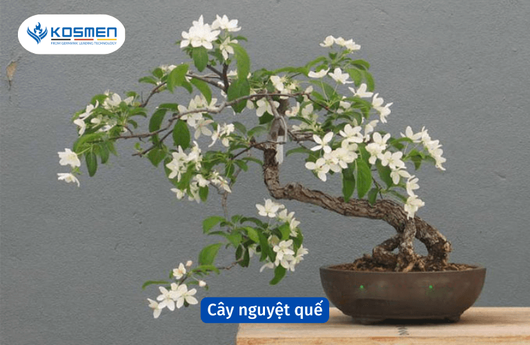 Cây nguyệt quế hút ẩm và khử mùi trong nhà