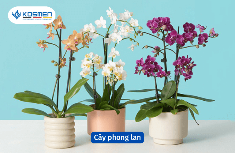 Cây phong lan hút ẩm và làm đẹp cho không gian sống