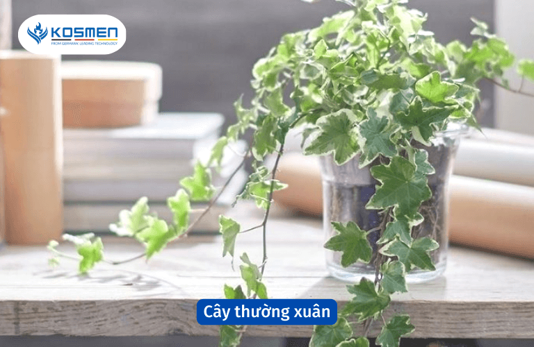 Cây thường xuân có tính hút ẩm cao