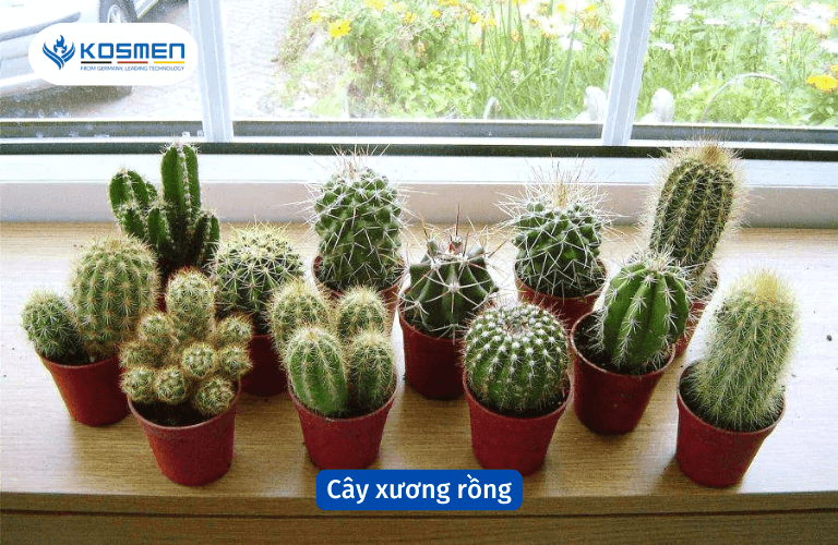 Cây xương rồng chống nồm ẩm và điều hòa không khí