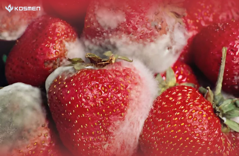 Độ ẩm cao dẫn đến sự xuất hiện của nấm mốc và vi khuẩn trên nông sản