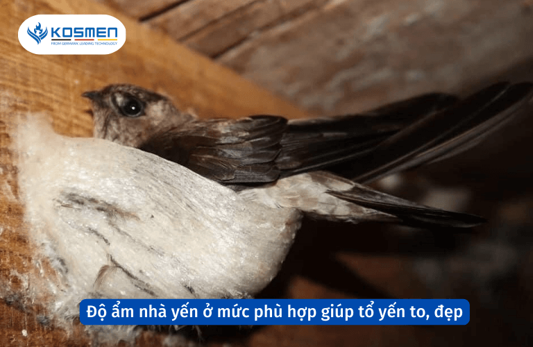 Độ ẩm trong nh&agrave; yến ở mức ph&ugrave; hợp sẽ gi&uacute;p cho tổ yến to, đều đẹp, c&oacute; chất lượng tốt