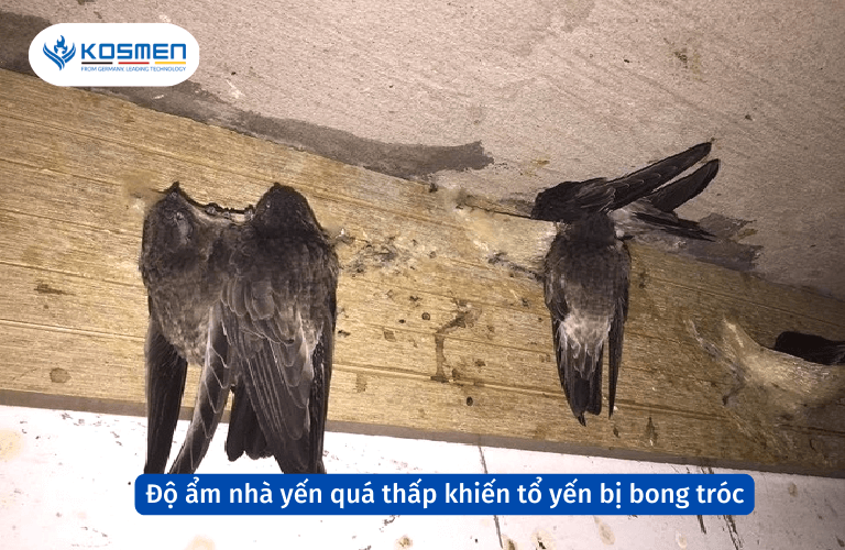 Độ ẩm nh&agrave; yến qu&aacute; thấp sẽ khiến cho tổ yến bị bong tr&oacute;c, kh&ocirc;ng d&iacute;nh v&agrave;o v&aacute;n gỗ