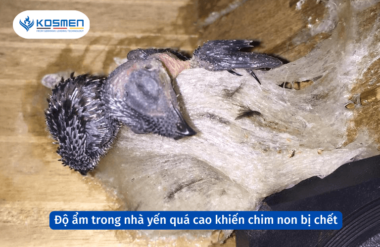 Độ ẩm trong nh&agrave; yến qu&aacute; cao sẽ khiến cho chim non bị chết