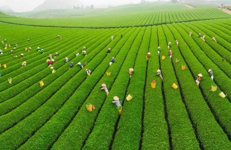 Cảnh đẹp đồi ch&egrave; Mộc Ch&acirc;u tại tỉnh Sơn La thu h&uacute;t nhiều kh&aacute;ch du lịch