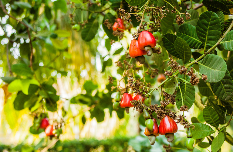 Điều l&agrave; loại n&ocirc;ng sản chủ lực, được trồng với số lượng lớn tại B&igrave;nh Phước