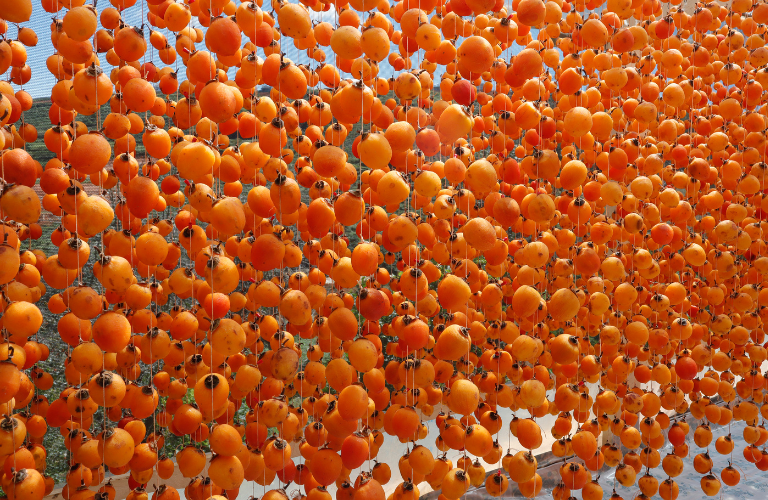 Hồng được treo trong nhà vòm để bắt đầu giai đoạn sấy