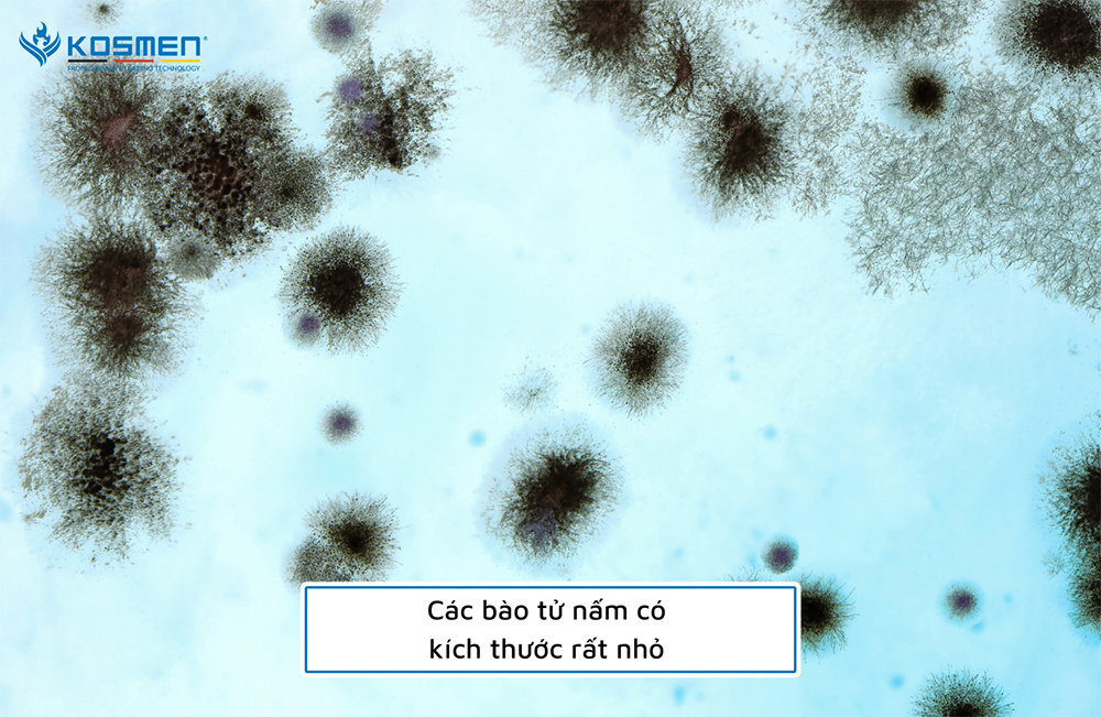 Bào tử nấm có kích thước chỉ khoảng 2 microment