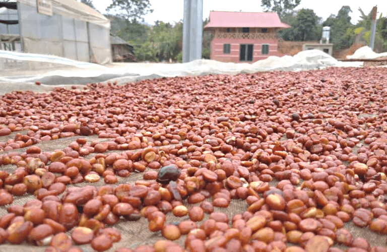 Sử dụng máy hút ẩm Kosmen để bảo quản hạt cà phê tại Chiềng Ban