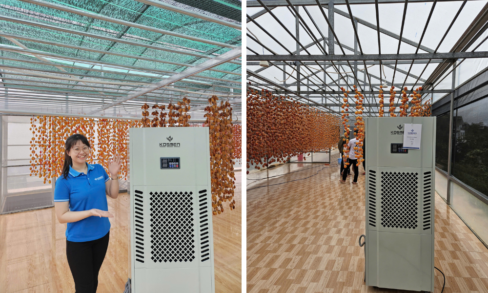 Máy hút ẩm Kosmen giúp giảm thiểu tỷ lệ hư hỏng hồng treo gió lên đến 90%