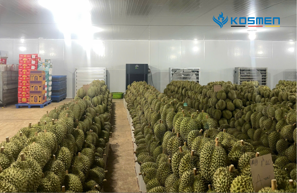Lắp đặt máy hút ẩm công nghiệp Kosmen KM-480S bảo quản sầu riêng