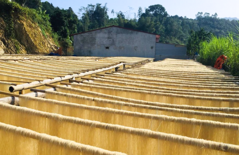 Người d&acirc;n Bắc Kạn sử dụng phương ph&aacute;p phơi nắng th&ocirc;ng thường để l&agrave;m kh&ocirc; miến dong