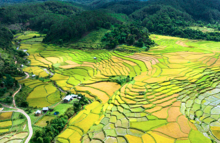 C&aacute;nh đồng l&uacute;a ch&iacute;n v&agrave;ng đẹp n&ecirc;n thơ tại Kon Pl&ocirc;ng - Kon Tum