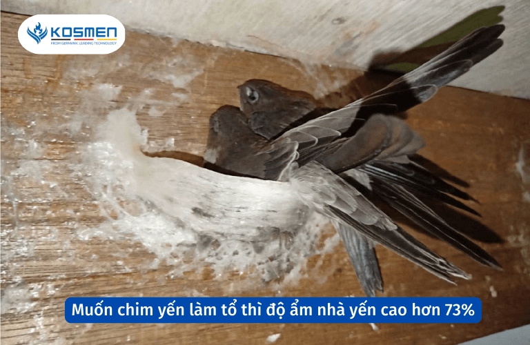 Độ ẩm trong nh&agrave; yến tr&ecirc;n 73% th&igrave; chim yến mới c&oacute; thể sinh sản v&agrave; l&agrave;m tổ