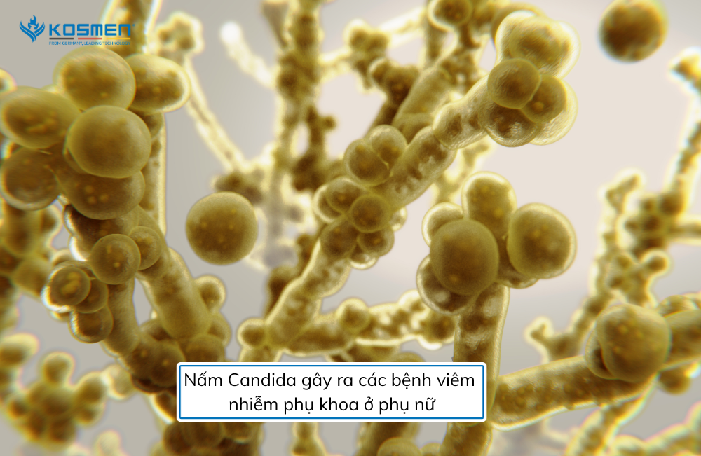 Nấm Candida tăng trưởng mạnh khi thời tiết nồm ẩm, mưa phùn