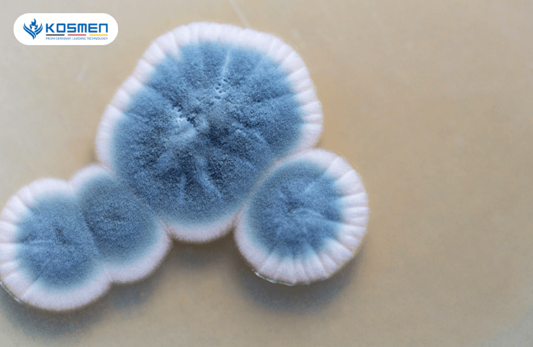 Nấm mốc xanh gây hư hỏng nhà cửa