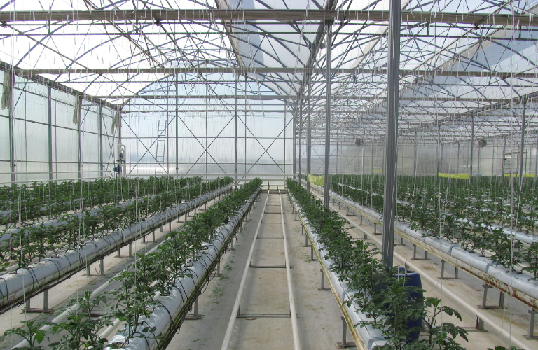 Nh&agrave; k&iacute;nh trồng c&acirc;y cần được kiểm so&aacute;t ẩm để hạn chế nấm mốc, s&acirc;u bệnh