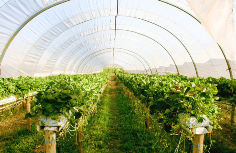 Đảm bảo hệ thống kiểm so&aacute;t ẩm gi&uacute;p c&acirc;y trồng trong nh&agrave; m&agrave;ng ph&aacute;t triển tốt hơn