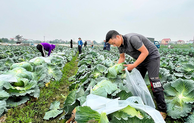 Rau củ dễ bị thối rữa nếu bảo quản ở kho xưởng độ ẩm cao