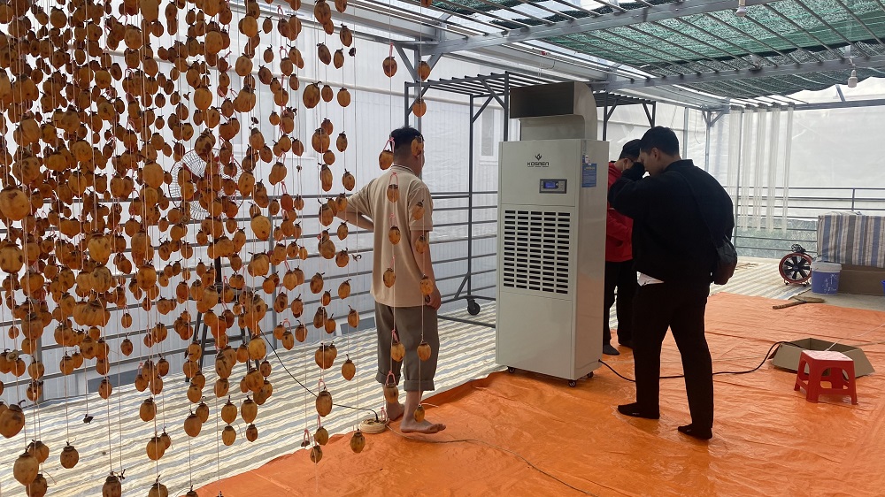 Sấy kh&ocirc; v&agrave; bảo quản hồng treo gi&oacute; với m&aacute;y h&uacute;t ẩm Kosmen KM-180S