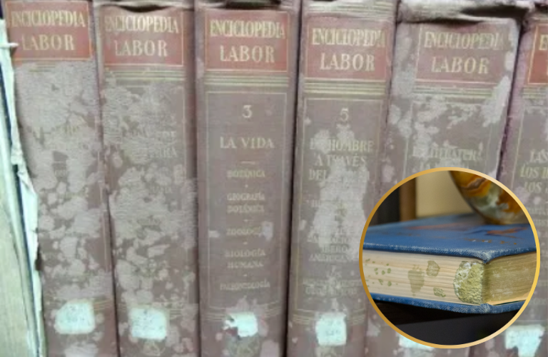 T&agrave;i liệu bị mốc c&oacute; thể 