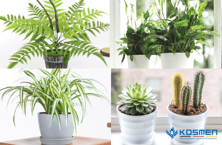 Trồng cây có tính hút ẩm là cách hút ẩm trong nhà hiệu quả