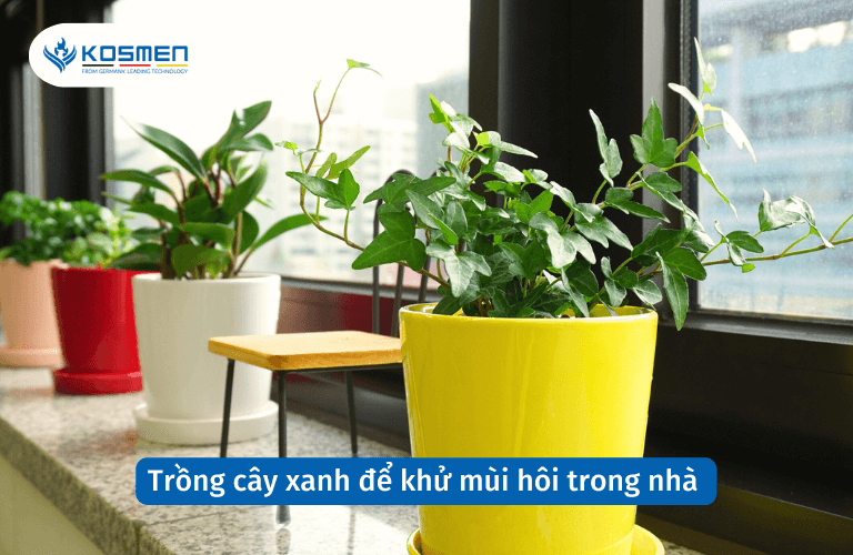 Trồng cây xanh để khử mùi hôi trong nhà
