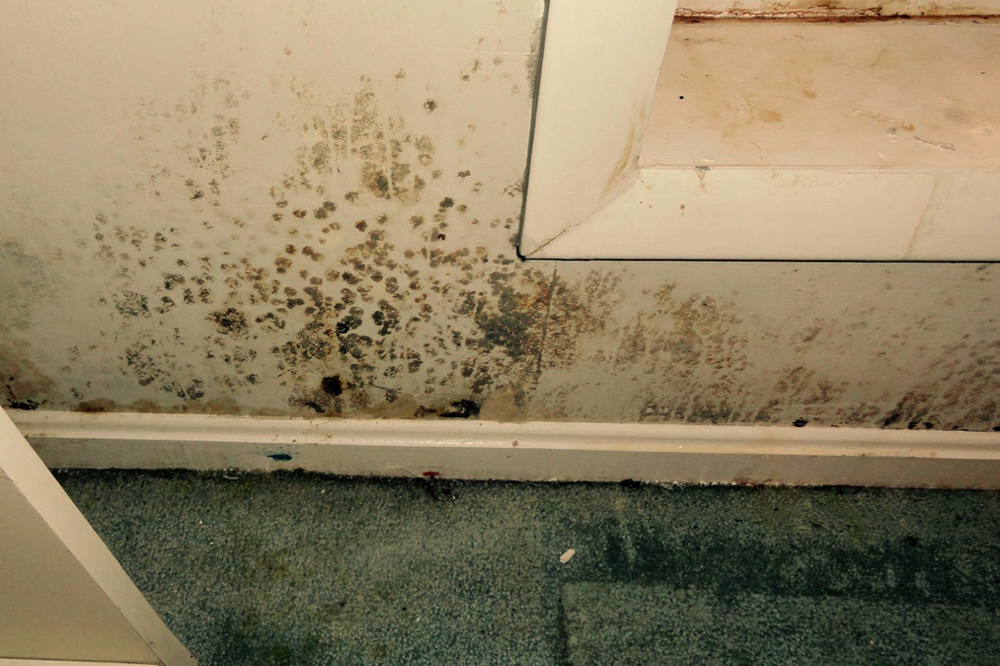 Tường bị ẩm mốc khi độ ẩm trong ph&ograve;ng cao