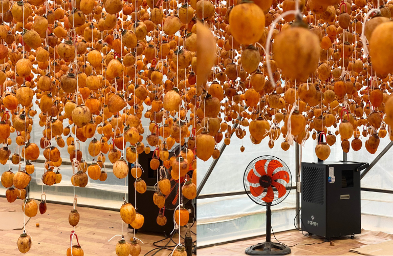 Lắp đặt máy hút ẩm Kosmen sấy hồng treo gió tăng năng suất tại Đà Lạt