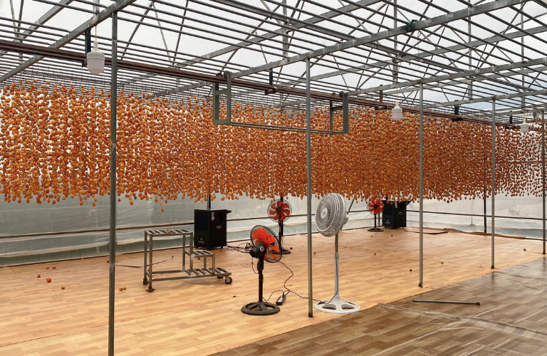 Lắp đặt máy hút ẩm sấy, bảo quản hồng treo gió tại Xã Xuân Trường