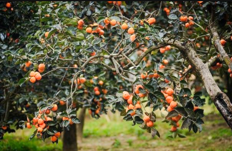 Vườn hồng trong thời gian mùa vụ tại Đà Lạt